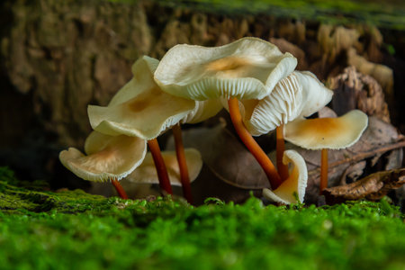 Cortinarius rubellus and Gymnopus mushrooms thrive on a mossy surface in a forest setting, showing their delicate structure and colors during autumn.の写真素材