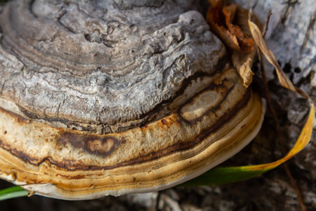 Fomitopsis pinicola, is a stem decay fungus common on softwood and hardwood trees. Its conk fruit body is known as the red-belted conk. The species is common throughout temperate Europe and Asia.の写真素材