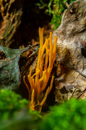 Bright yellow Calocera viscosa stands tall among fallen leaves and moss, displaying its striking coral-like appearance in a forested environment during daylight.の写真素材