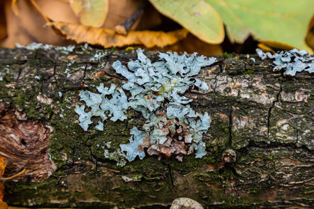Blue lichen known as Parmelia sulcata grows on a log while surrounded by colorful autumn leaves,...