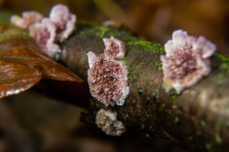 Clusters of Parmelia sulcata and Xylodon fungi thrive on a decaying tree branch, showcasing their unique textures and colors amidst fallen leaves in a serene forest setting.の写真素材