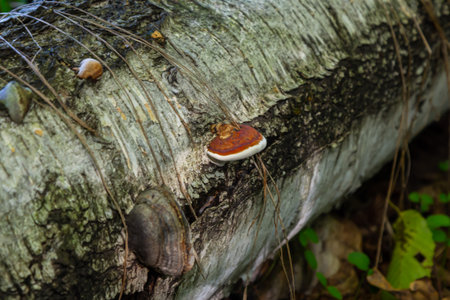 Fomitopsis pinicola, is a stem decay fungus common on softwood and hardwood trees. Its conk fruit body is known as the red-belted conk. The species is common throughout temperate Europe and Asia.の写真素材