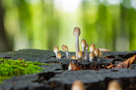 Small mushrooms emerge from decomposing wood, creating a striking contrast with bright green moss in...