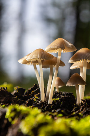 Delicate mushrooms emerge from the dark soil, surrounded by moss and lush greenery, highlighting the beauty of Amanita phalloides and Mycena galericulata in a tranquil forest.の写真素材