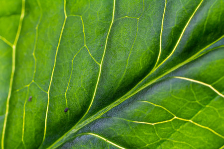 Detailed examination of a bright green leaf highlights the complex vein structure and texture reflecting natural light in a thriving plant habitatの写真素材