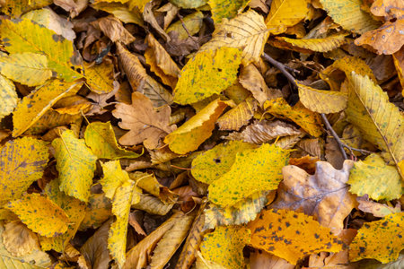 Golden and brown leaves blanket the ground showing the beauty of autumn. The foliage creates a warm natural carpet amid the tranquil outdoors.の写真素材