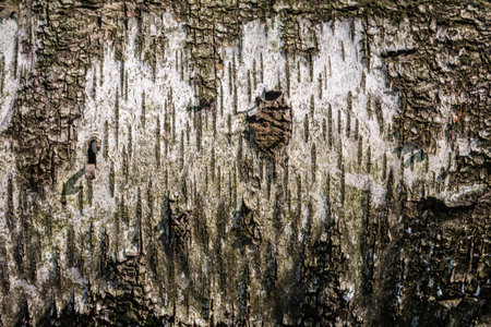 Natural light highlights the intricate textures and colors of tree bark in a serene forest environment showing the beauty of nature in the afternoon.の写真素材