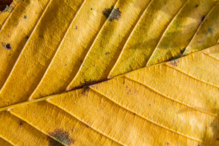 Detailed look at a yellow leaf displaying sharp veins and textures during autumn showing the natural beauty and transition season in a forest environment.の写真素材