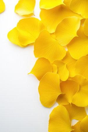 Delicate yellow ginkgo biloba leaves are spread across a white surface forming an elegant and calm composition perfect for nature lovers and art enthusiasts.の素材