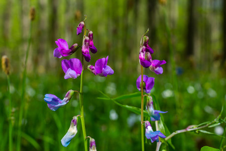 Lathyrus vernus in bloom, early spring vechling flower with blosoom and green leaves growing in forest, macro.の写真素材