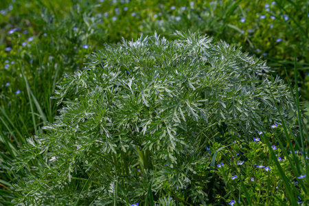 Bitter wormwood Artemisia absinthium bush grows in the wild.の写真素材