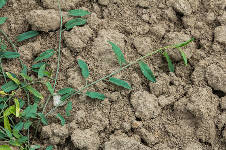 Field bindweed or Convolvulus arvensis European bindweed herbaceous perennial plant with open and...