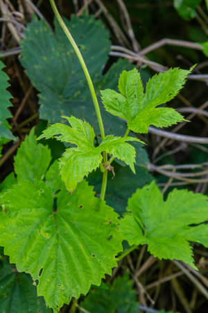 hop leaves. Humulus. green leaves of a climbing plant. natural autumn background, leaves close up....