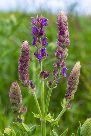Salvia nemorosa, beautiful bright color, violet blue flowers in bloom, ornamental plants in the...