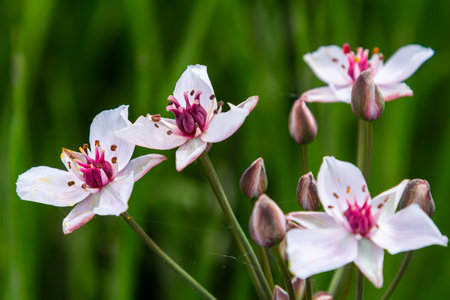 Photo butomus umbellatus flower, macro photo, summer spring, botany, background pink.の写真素材
