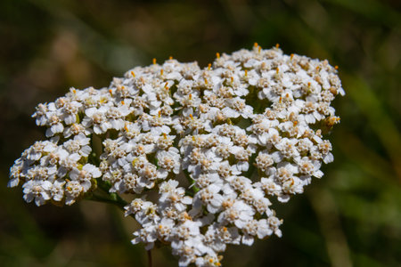common yarrow achillea millefolium with fly Tachina fera.の写真素材