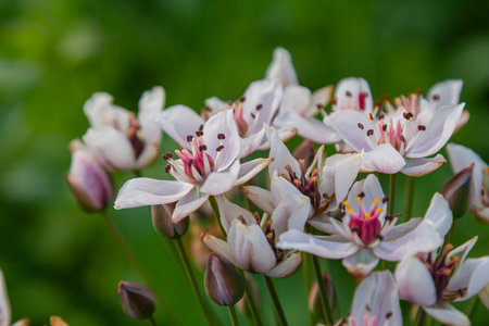 Photo butomus umbellatus flower burchardia, macro photo, forest water lily flower, summer spring,...