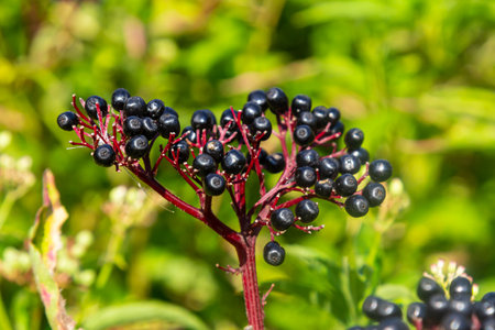 Black danewort Sambucus ebulus berries close-up at summer.