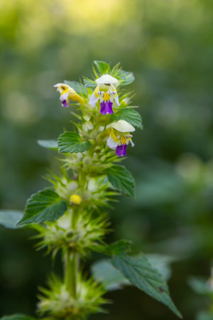 Summer among the wild herbs blossoms of nettle Galeopsis speciosa.の写真素材