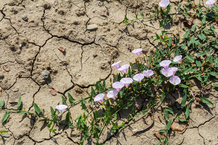 Field bindweed or Convolvulus arvensis European bindweed Creeping Jenny Possession vine herbaceous perennial plant with open and closed white flowers surrounded with dense green leaves.の写真素材