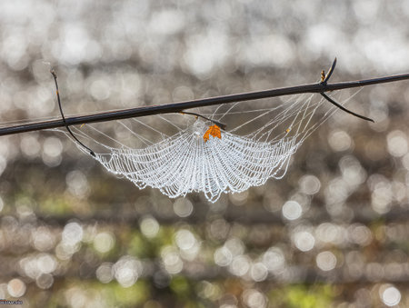 A close-up shows a beautiful spiderweb glistening with dew between twigs. A small leaf rests in the center capturing the essence of nature in the early morning.の素材