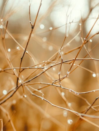 Twigs covered with glistening dew drops create a soft-focus effect capturing the warm tones of autumn in a tranquil natural setting.の素材