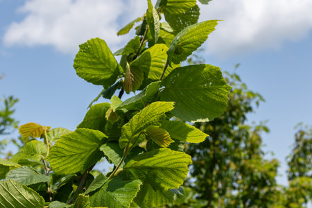 Lush green leaves of Corylus avellana flourish in sunlight reaching towards the sky in a vibrant display of health and vitality serene natural setting.の写真素材