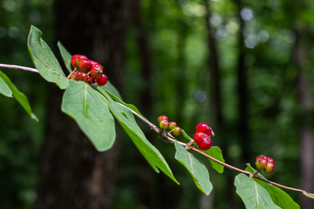 Vibrant clusters of red berries appear on Lonicera xylosteum surrounded by rich green foliage in a serene forest during the late summer months.の写真素材