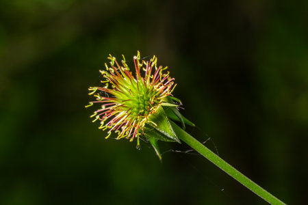 Wood avens features unique hooked seed heads surrounded by greenery showcasing the plant's...