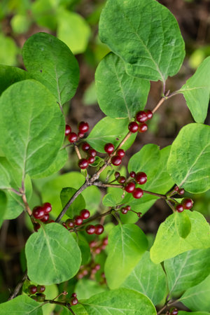 Lonicera xylosteum commonly known as fly honeysuckle displays glossy green leaves and clusters of red berries thriving in a lush environment as spring unfolds.の写真素材