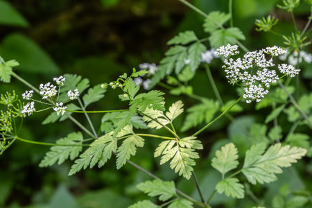 Lush green leaves of cow parsley showcase delicate white flowers shaded area of the woodland creating a fresh and vibrant atmosphere in early summer.の写真素材