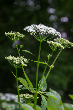 Delicate white flowers of Aegopodium podagraria bloom above lush green leaves in a verdant...
