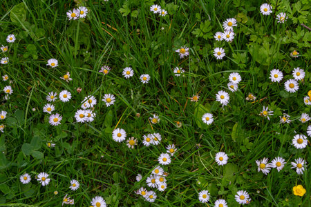 In spring a lawn is covered with clusters of common daisies showcasing their white petals and yellow centers among lush green grass and clover patches.の写真素材