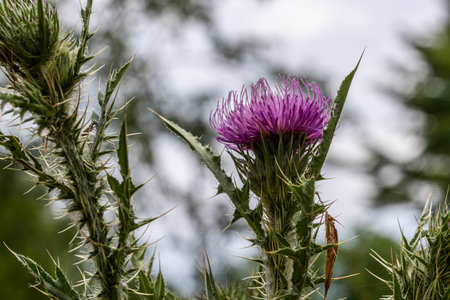 A vivid spear thistle plant stands tall adorned with striking purple flowers set against a backdrop of soft clouds and greenery on a calm day.の写真素材
