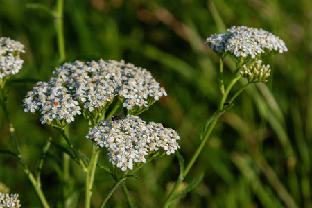 Clusters of small white flowers of common yarrow stand out vibrant green meadow under bright...