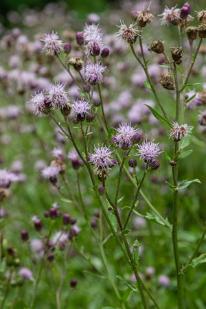 Cirsium arvense commonly known as creeping thistle flourishes with vibrant flowers and developing...