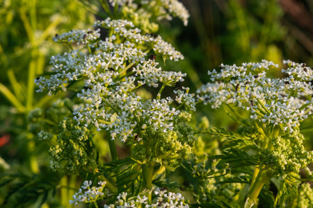 White umbel flower clusters of Conium maculatum flourish amidst vibrant green foliage showing the plant's toxic beauty natural habitat during a sunny day.の写真素材