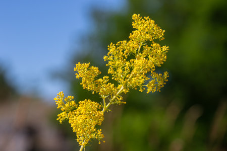 Bright yellow flowers of Galium verum are beautifully displayed against a clear blue sky...