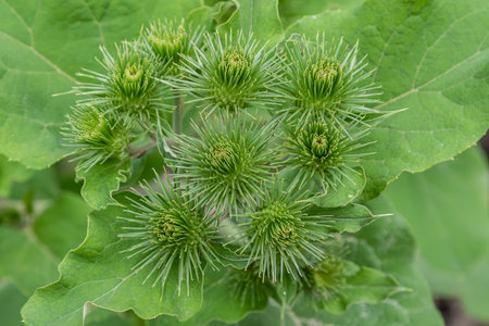This edible burdock plant exemplifies its unique spiky flower buds surrounded by large green leaves thriving well-tended garden during the vibrant spring season.の写真素材