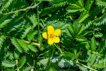 A solitary yellow flower of Potentilla anserina blooms amidst lush green foliage on a sunny spring day in a natural meadow showing its delicate beauty.の写真素材