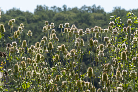 Numerous wild teasel plants bloom vibrantly in a dense field surrounded by greenery soaking in the...