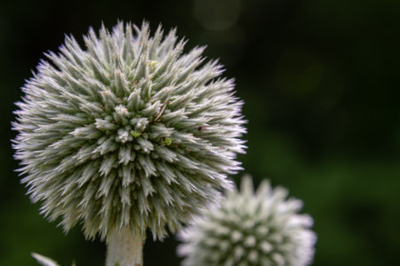 Great globe thistle exhibits a striking spherical form with spiny protrusions thriving in a vibrant...