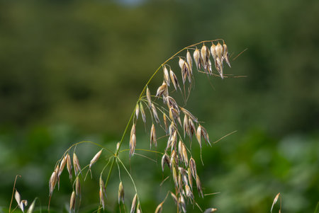 Ripe wild oat plants display clusters of brown seeds balancing gracefully on slender stems as they catch the wind lush green environment during late summer.の写真素材