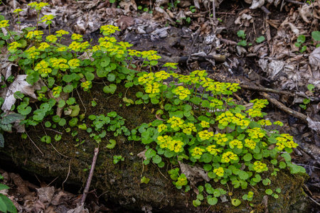 Chrysosplenium alternifolium growing vibrantly on a shaded log near a stream in springtime.
