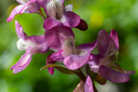 Hollowroot displays clusters of delicate purple flowers amidst green foliage indicating the arrival...