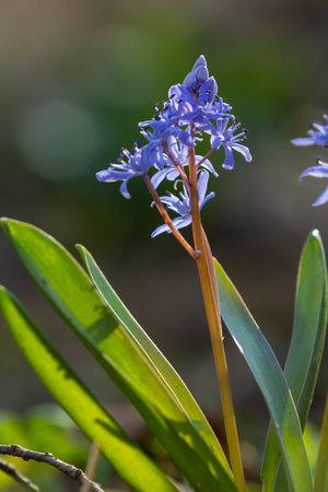 Bright blue flowers of Scilla bifolia emerge in early spring surrounded by lush green leaves in a...