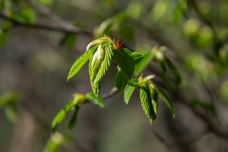 Bright yellow flowers emerge in spring surrounded by fresh green foliage symbolizing the beauty of...
