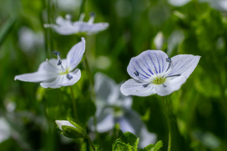 Delicate blue flowers flourish in a vibrant green meadow basking under bright sunlight in the serene warmth of springtime.の写真素材