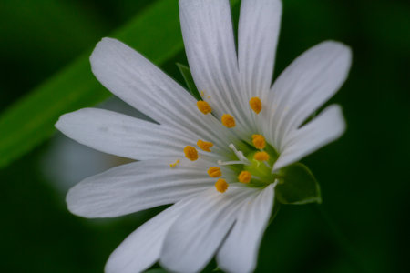 A close-up view of the stitchwort flower revealing its white petals and distinct yellow stamens...