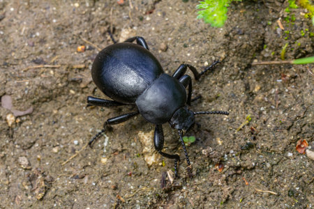 A black beetle explores the surface of the earth showing its smooth exoskeleton and distinct body shape while surrounded by natural soil and greenery.の写真素材